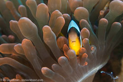 BD-121127-Aqaba-7198-Amphiprion-bicinctus.-Rüppell.-1830-[Twoband-anemonefish.-Tvåbandad-clownfisk].jpg